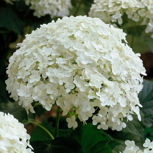 Hydrangea arborescens 'Annabelle', sneeuwbal hortensia